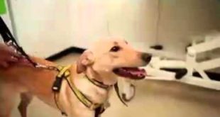 Vets warn dog owners not to get your small dogs microchipped