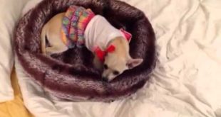 Vine – What happens when your dog steals clothes