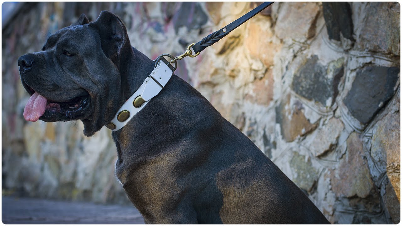 Walking with magnificent Cane Corso