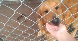 We WILL Free You Someday! Puppy Mill Dogs Still Producing :(