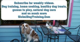 Weekly Dog Training, Holistic Health, Natural Dog Care Tips