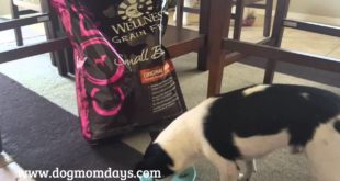 Wellness Core Small Breed Grain Free Dog Food