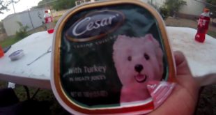 WERE BACK WITH THE DOG FOOD????????????
