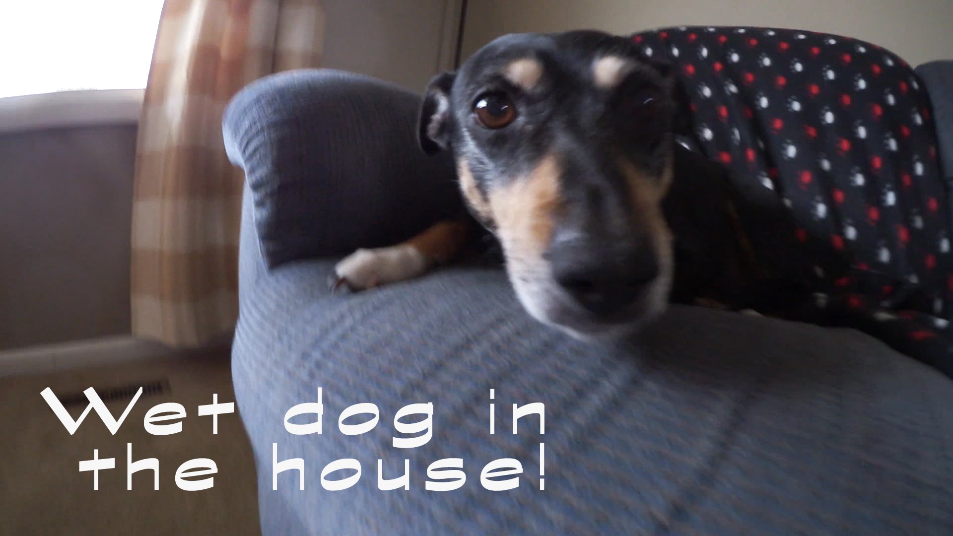 WET DOG IN THE HOUSE! (4