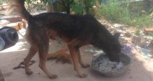 what is the dog eat in Cambodia? | dog’s food | dog eat