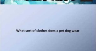What sort of clothes does a pet dog wear  # Jokes & Fun # Dog