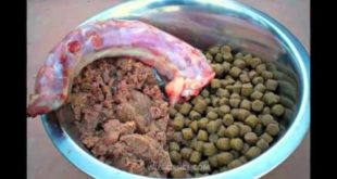 What The Best Dog Food – What The Best Dog Food