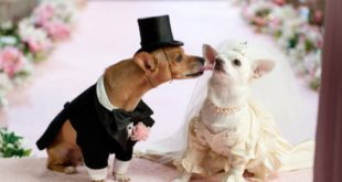 When dogs and cats dressed | beautiful and powerful