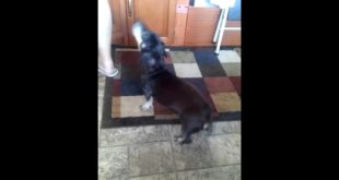 When my dog  wants food he gets it