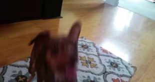 When your Dog Needs Food