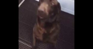Whenever Bond the rescue dog is about to get food, he does a little dance