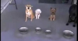 Where To Buy Orijen Dog Food In Los Angeles US