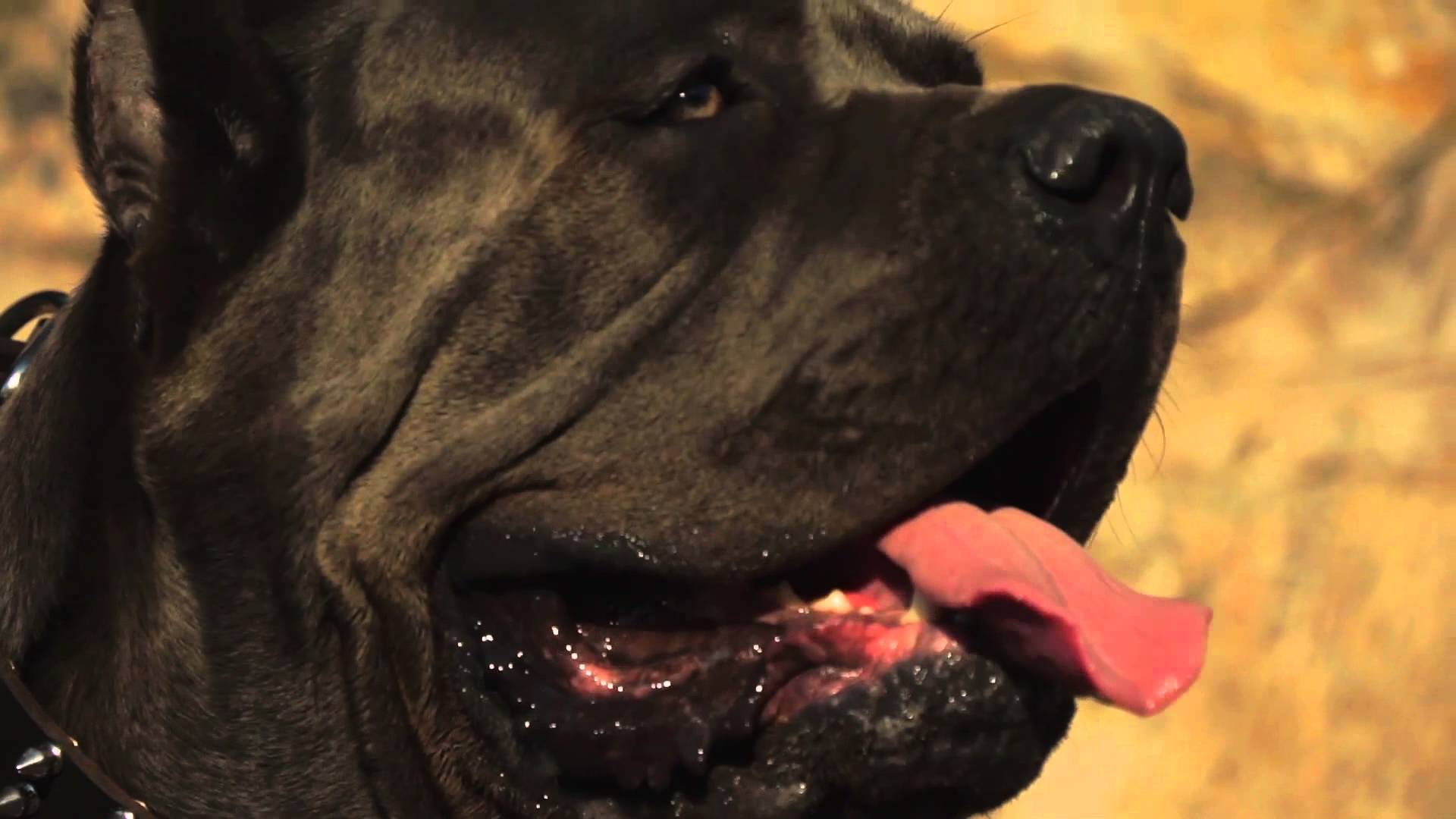 Wide Spiked Leather Dog Collar for Cane Corso