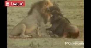 Wild Dogs Killing Wildebeest Most Amazing Wild Animal Attacks