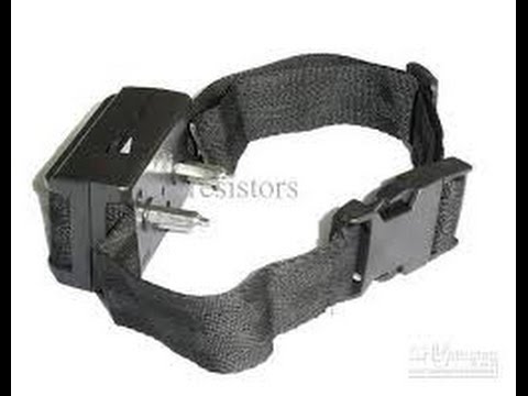 WIMPING OUT!!! Dog Shock Collar Challenge!!!