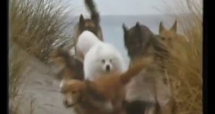 Winalot Dog Food Funny 1980 British Tv Ad