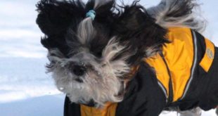 Winter Dog Clothing