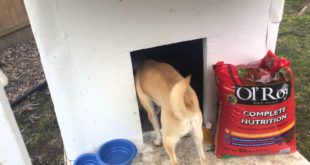 Winter Proof Dog House