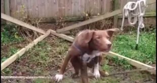 woW  athlet dog or jokker