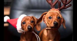 Xmas Cute Dog Dress | Best Collection Of Pics Story