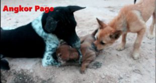 Young Puppy Want To Play Old Dog  – Three Dogs Bite Small Puppy