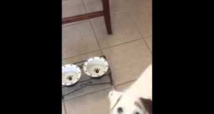 Zipper and his Acana Ranchlands dog food