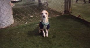 06/30/16 Small Dog Play :D