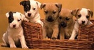 10 Healthiest Dog Food Brands (canned)