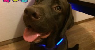 Светящийся ошейник для лабрадора Йоши  The shining collar for the Labrador Yosha
