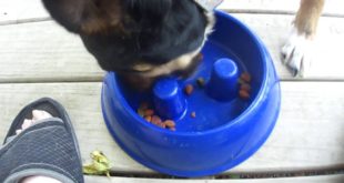 A good idea for a dog dish & Alice eating dog food mukbang asmr style