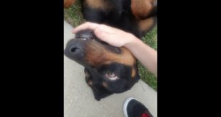 A homeless dog walks up to my house cute