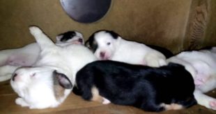 Adorable Puppies Sleeping in the Doghouse