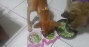 Angelina-Has no food aggression with other dog