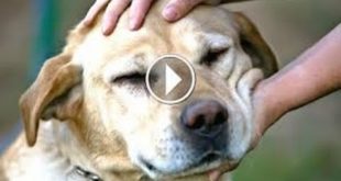 Best Of Funny Guilty Dog Compilation 2016
