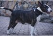 Bull Terrier walking in “Laconic Austerity” Classic Leather Dog Collar for Walking and Training