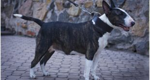 Bull Terrier walking in “Laconic Austerity” Classic Leather Dog Collar for Walking and Training