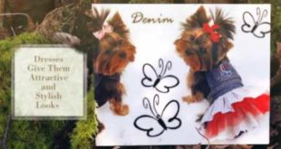 Buy Dog Clothes Online