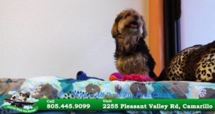 Camarillo Dog & Cat Boarding, Doggie Daycare and Grooming – (805) 445-9099 – Flying High Pet Resort