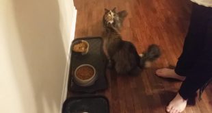 Cat begging for his food like a dog