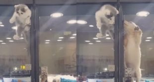 Cat Trying To Escape to Reach his Dog Friend