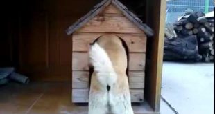 Cat vs Dog : Peeri repels his archrival to keep his house (고양이의 개집 사수)