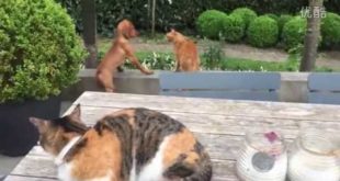 Cats do not see their own dog house cat is playing  right over revenge
