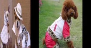 clothing for small dogs