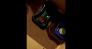 Crazy kitten wants dog food!