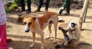 cute Dog & Monkey | shareing Food in Umred karhandla wildlife sanctuary Nagpur | Video 2016