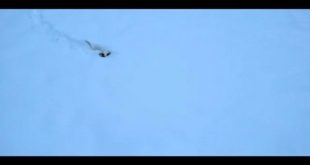 Cute Small Dog Jumping In Snow   Funny Dogs   Cute Dogs