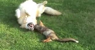 Disney s animated The Fox and the Hound reality version a small fox with dogs become good friends