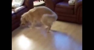 Dog Cleans House And Greets Guest