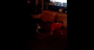 Dog clothes 2
