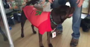 Dog Clothes with SPF protection